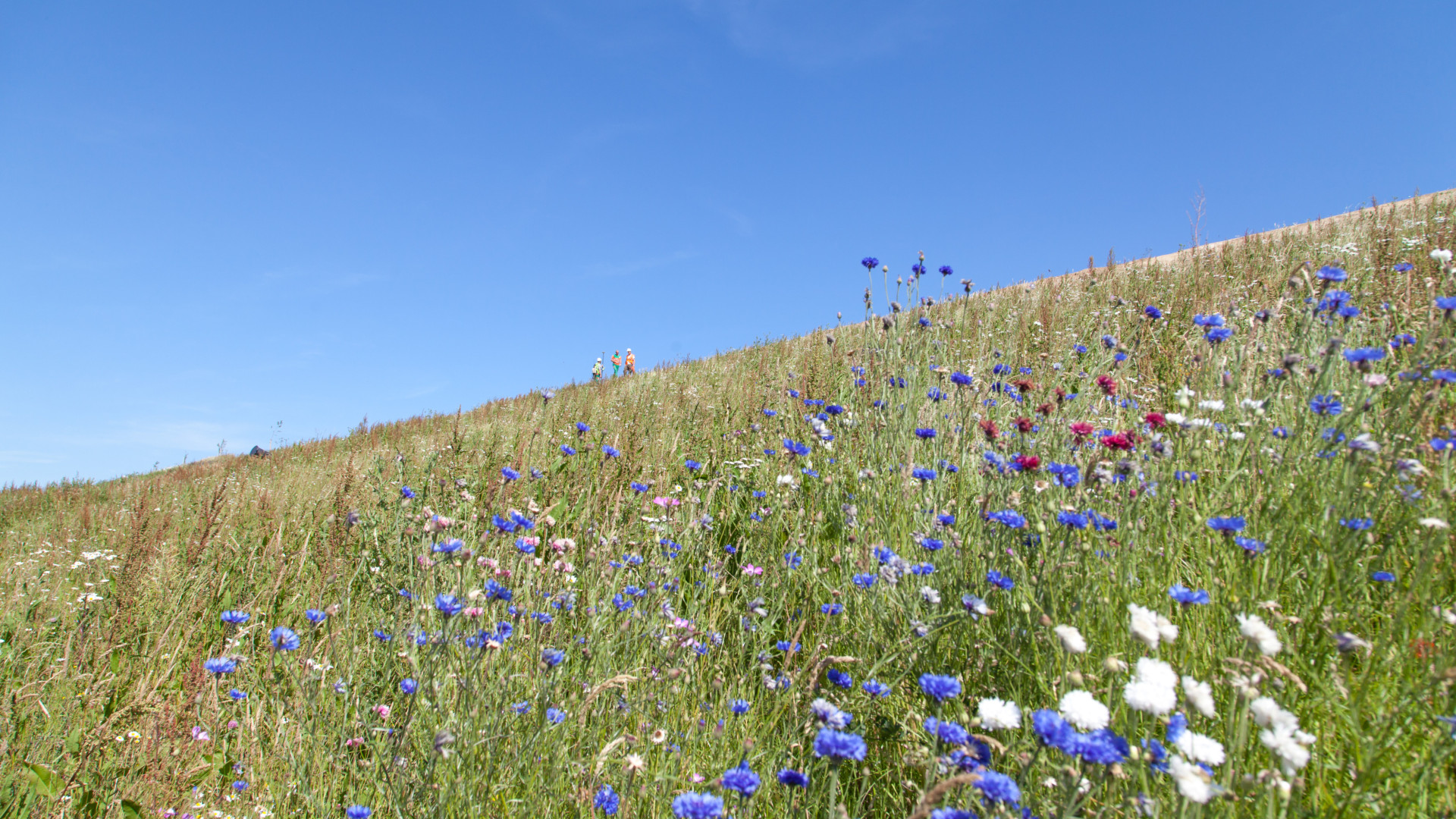 Biodiversity solutions © Séché Environnement