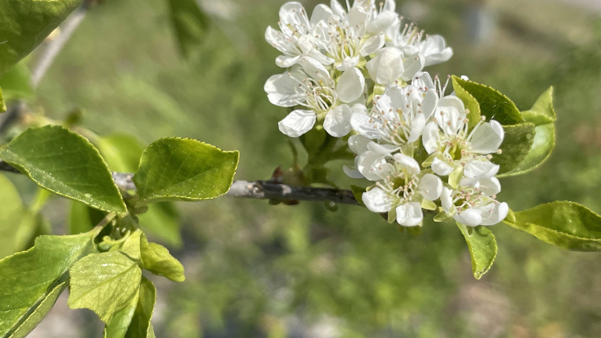 Fleur. © Séché Environnement.