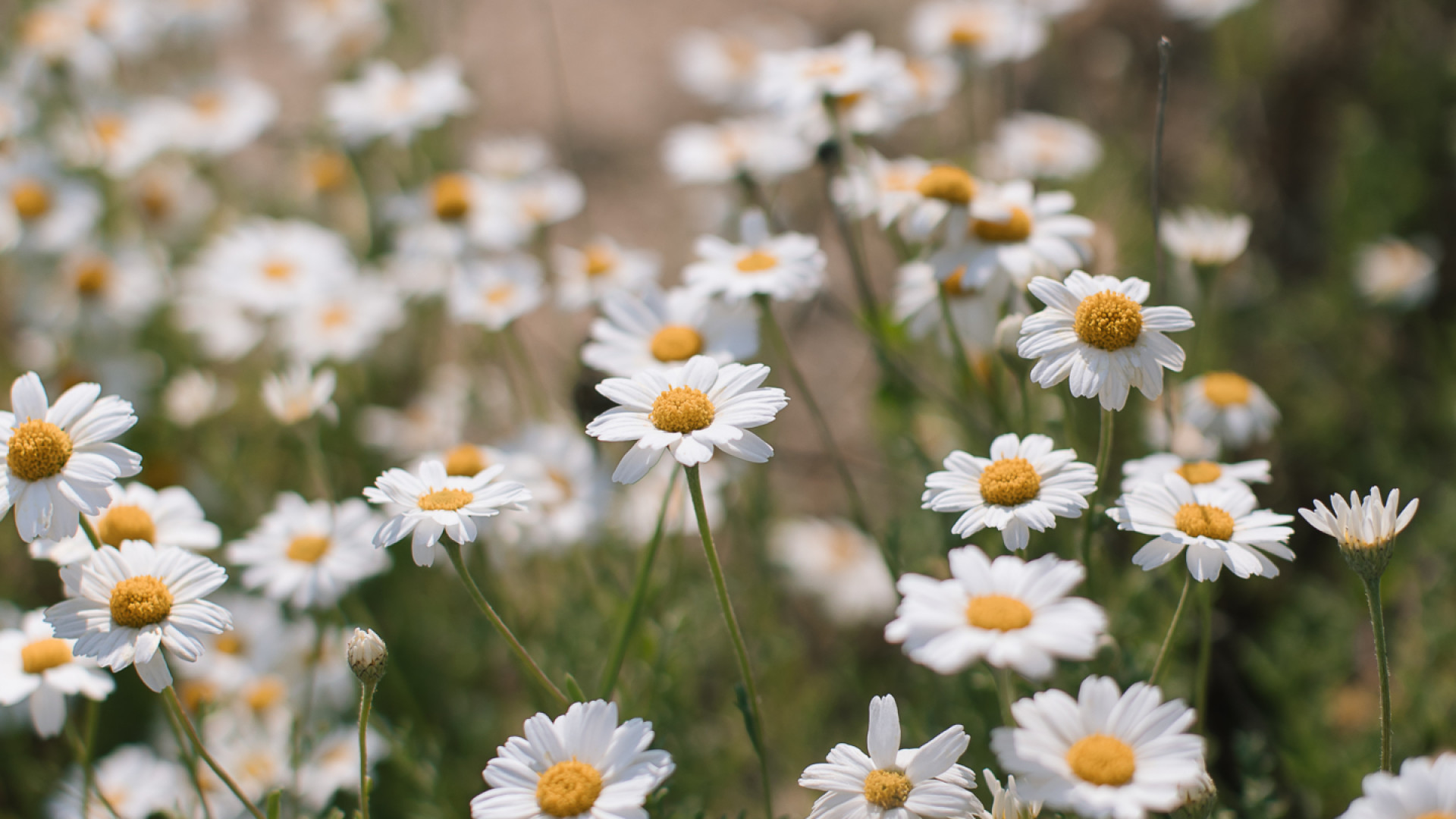 Séché Environnement lance sa stratégie biodiversité 2023-2027