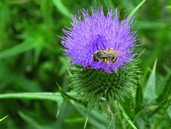 Une abeille butineuse. © Séché Environnement.